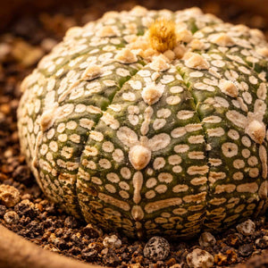 Astrophytum Asterias Super Kabuto - detail zoom