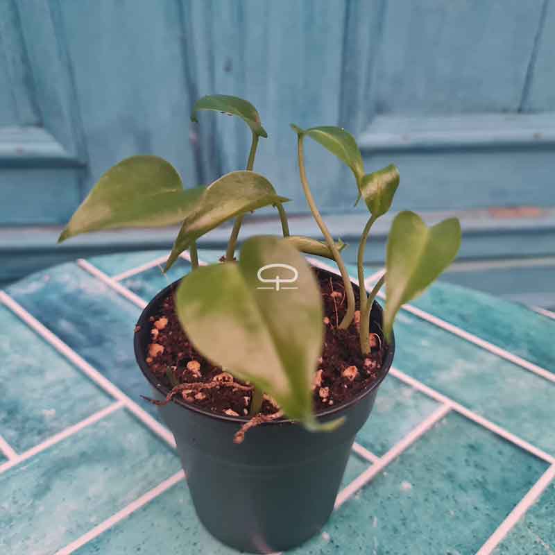 Bündel mit Setzlingen der Monstera Deliciosa (Käsepflanze)