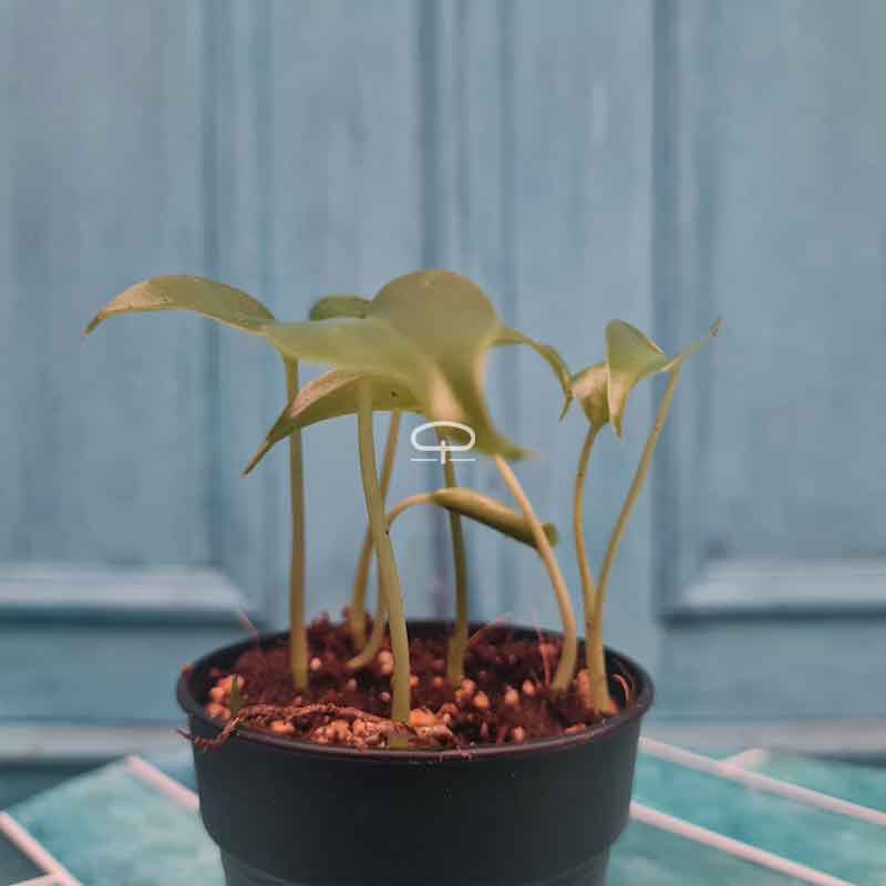 Monstera Deliciosa bundeltje van zaailingen (gatenplant)