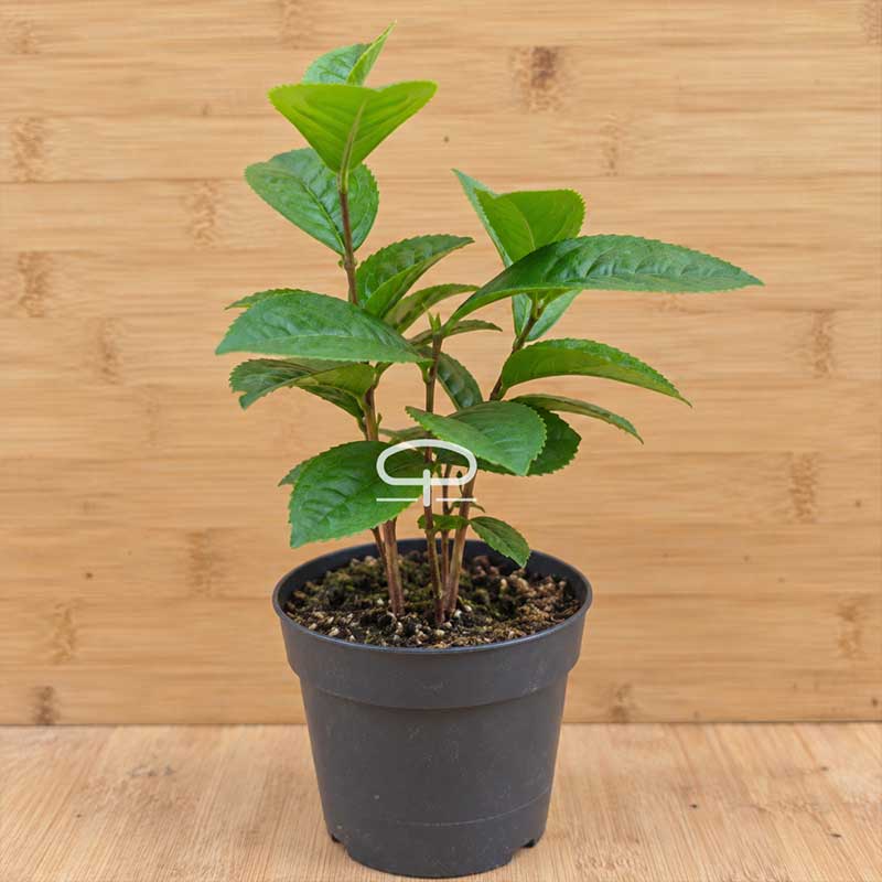 Camellia sinensis theeplant | ca. 20 cm
