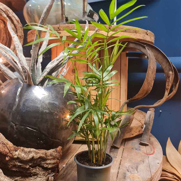Chamaedorea Elegans (Hauspalme) – Tropische Zimmerpflanze von 30 cm