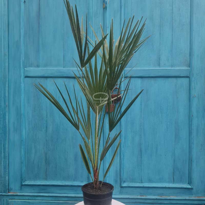 Chamaerops Humilis Palm 85 cm (Europese Dwergpalm) | Winterharde palmboom