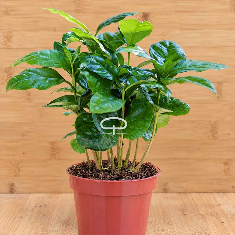 Coffea Arabica plant - Koffie plant van 20 cm