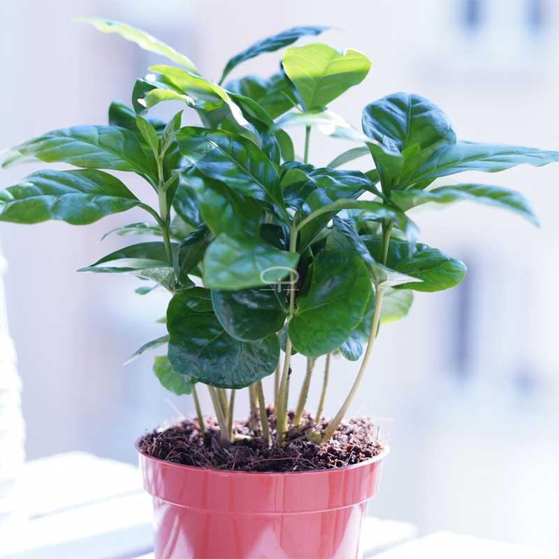 Coffea Arabica plant - Koffie plant van 20 cm