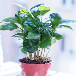 Koffieplant - Coffea Arabica