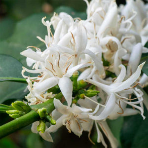 Koffieplant - Coffea Arabica