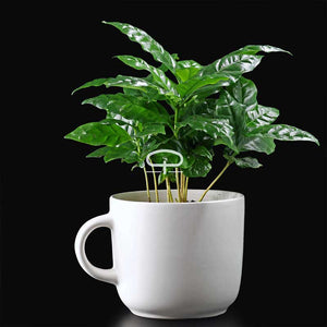 Dwerg koffieplant zaden - Coffea Arabica Nana