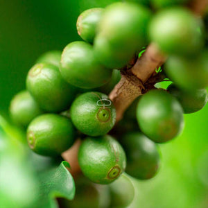 Koffieplant - Coffea Arabica