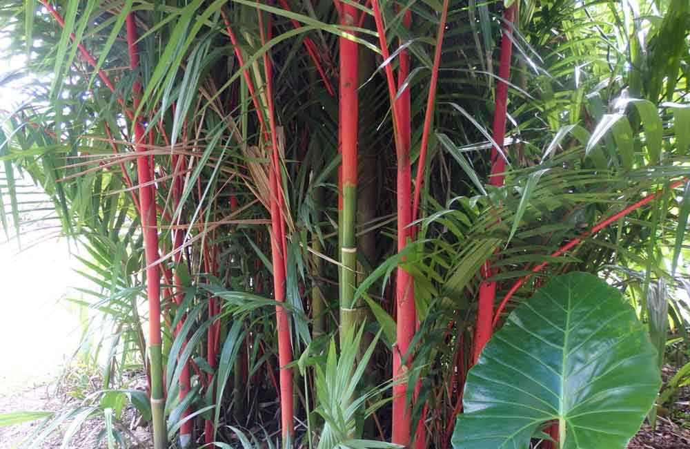 lipstick palm plants for sale Fresh Lipstick Palm seeds (cyrtostachys renda)