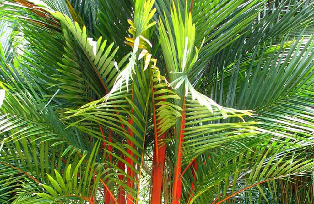 cyrtostachys-renda-lipstick-palm-rode-stam-groen-blad-