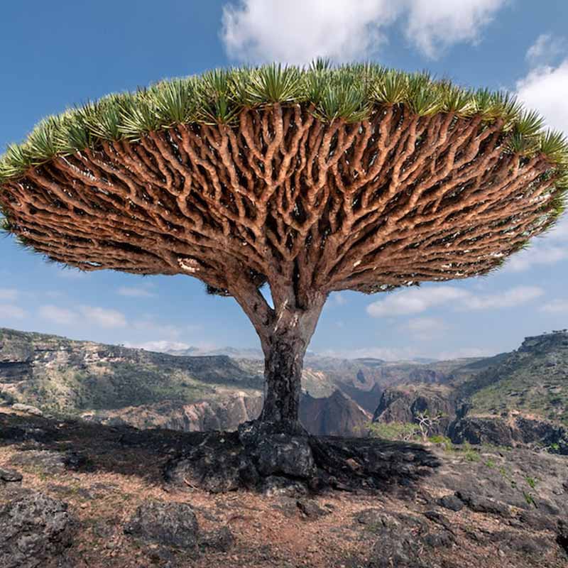 dracaena cinnabari bomen op Sokotra | www.drakenbloedboom.com