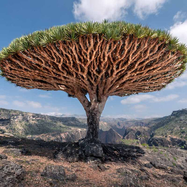dracaena kopen Dracaena Cinnabari plant | Dragon Blood Tree 5-10 cm