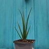 dracaena cinnabari zaailing | ca 15 cm hoog | www.drakenboedboom.com | drakenbloedboom