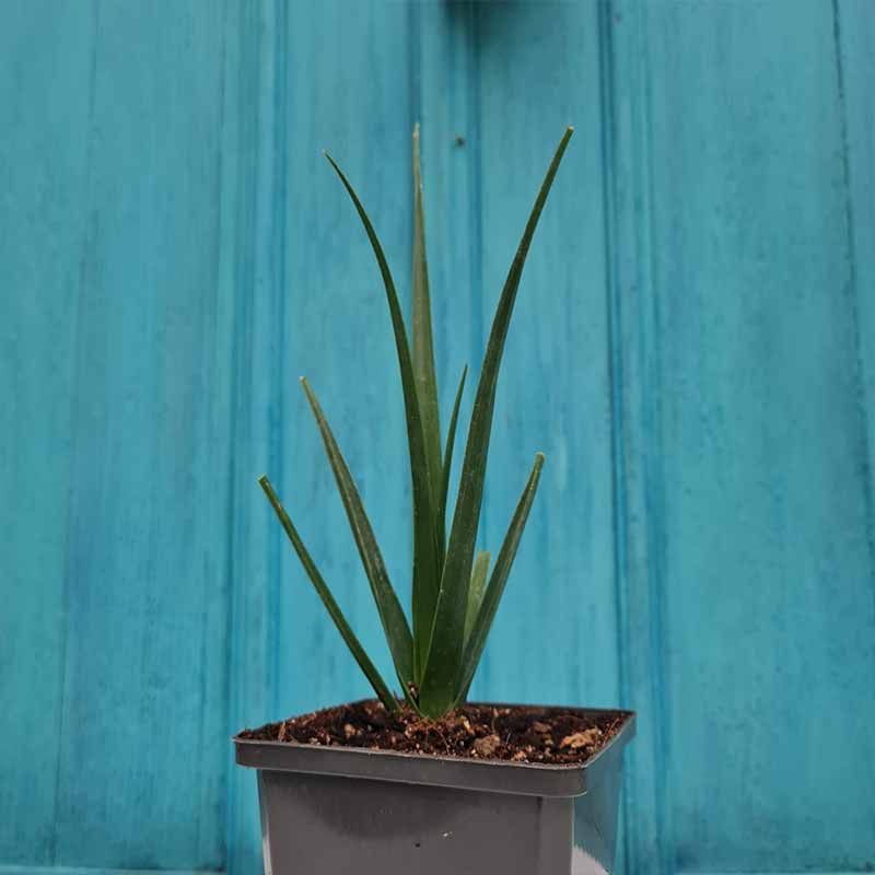 dracaena cinnabari plants Dracaena Cinnabari plant | Dragon Blood Tree 5-10 cm