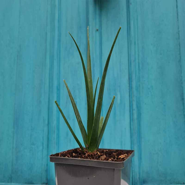 dracaena cinnabari balf f Dracaena Cinnabari plant | Dragon Blood Tree 5-10 cm