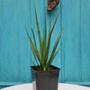dracaena cinnabari zaailing | ca 25 cm hoog | www.drakenboedboom.com | drakenbloedboom