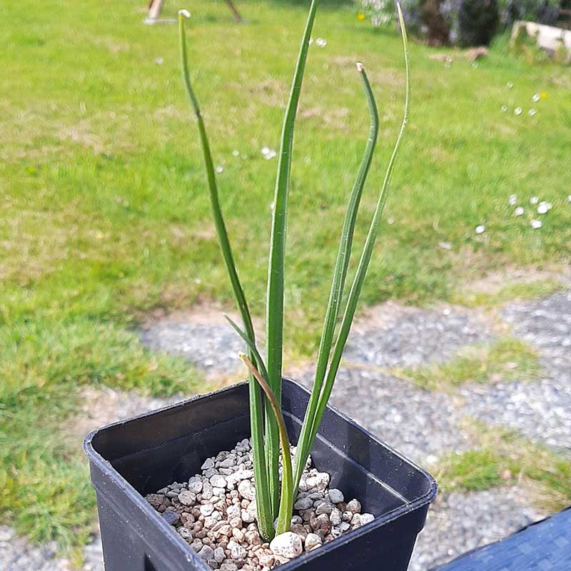 dracaena-cinnabari-plant van ca 20 cm