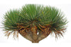 DRAKENBLOEDBOOM Met met een beetje geduld (en meerdere jaren) ziet je eigen gekweekte Drakenbloedboom er straks zo uit | www.drakenbloedboom.com