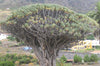 De prachtige drago milenario (ook wel de duizendjarige drakenbloedboom - dracaena draco) die op Tenerife groeit. Icode de los vinos | www.drakenbloedboom.com