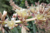De prachtige bloessem van de dracaena draco of te wel de drakenbloedboom die op Tenerife groeit | www.drakenbloedboom.com