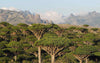 Dracaena Cinnabari Bos op Sokotra (zeldzame drakenbloedbomen | www.drakenbloedboom.com