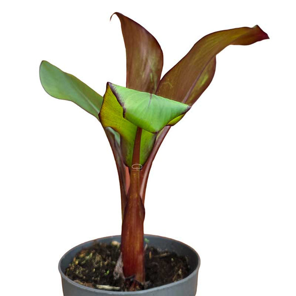 Ensete ventricosum Maurelli Pflanze (Rote Banane) - Tropischer Blickfang