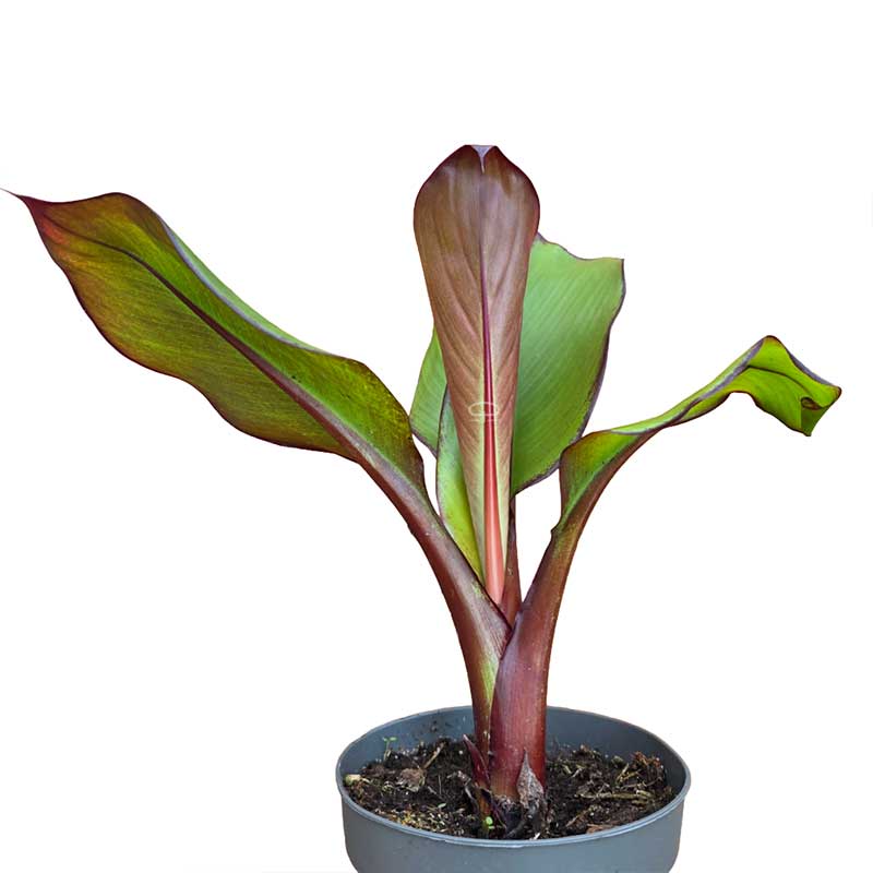 Ensete ventricosum Maurelli Pflanze (Rote Banane) - Tropischer Blickfang -  Drakenbloedboom
