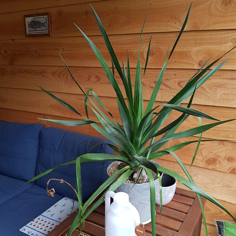 Na een reis naar Tenerife onder de indruk geraakt van de Drakenbloedboom en aangezien wij een tuin hebben met veel mediterane planten en struiken, bomen