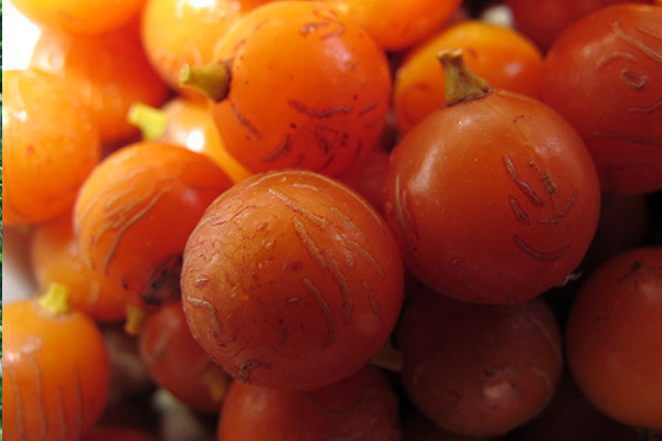 De vruchten van de drakenbloedboom (dracaena draco) zaden zijn oranje