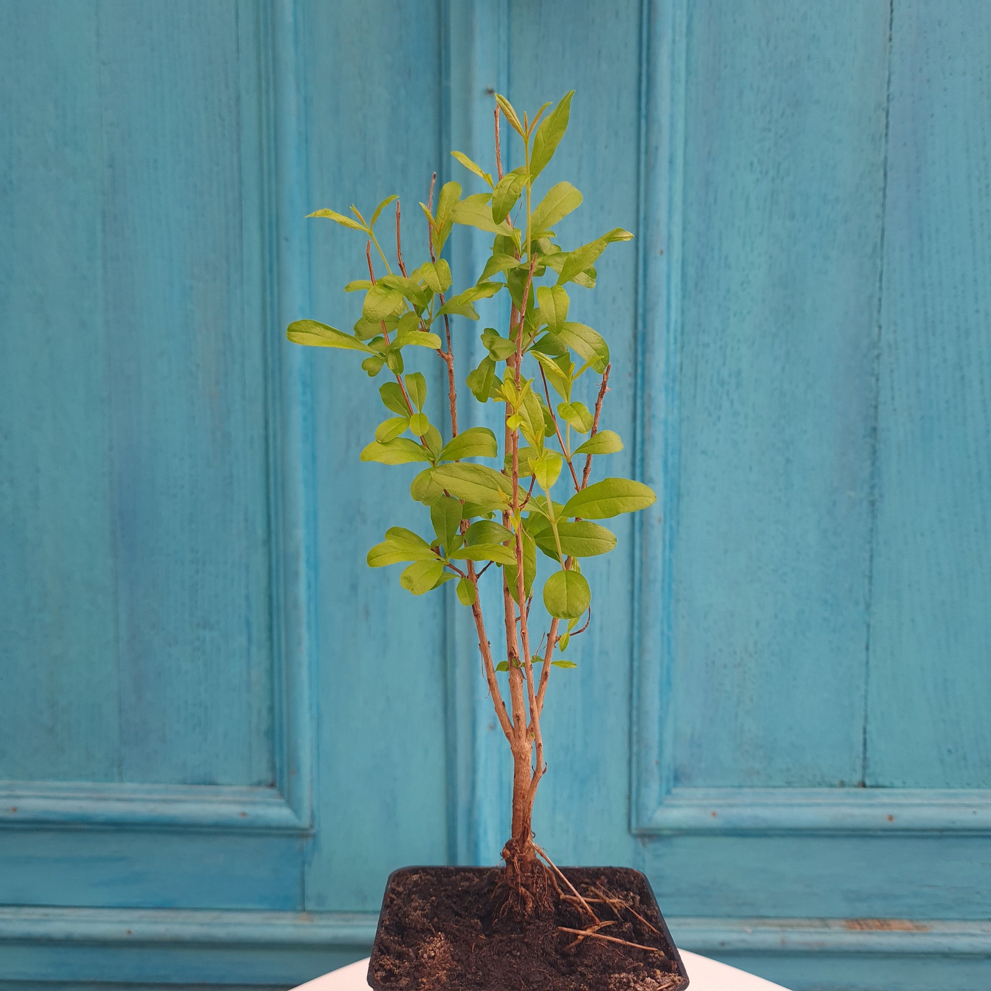 Granatapfelpflanze 30-40 cm (Punica Granatum)