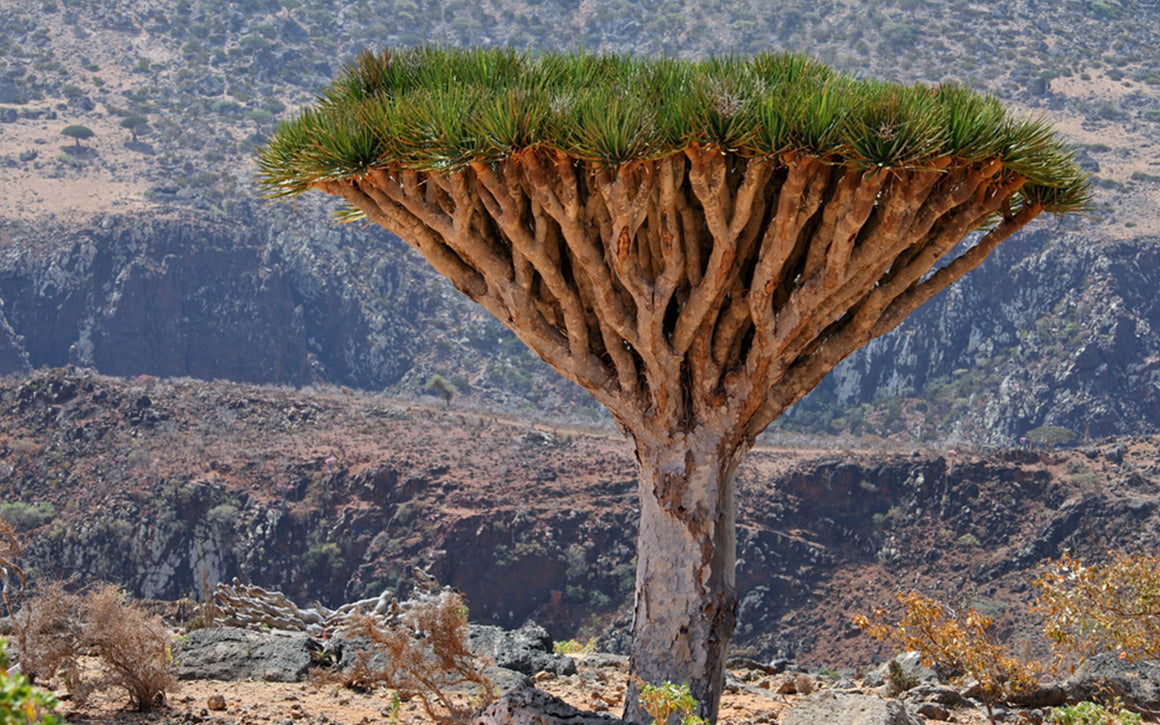 Prachtige dracaena cinnabari drakenbloedboom op Sokotra. Zaden en zaailingen verkrijgbaar op www.drakenbloedboom.com