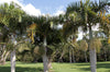 De spindle palm is een spectaculaire potplant voor grote binnenruimtes met lichte ramen. Kan in de zomer ook buiten in een terrasbak worden gekweekt en in de winter binnen worden gezet. | www.drakenbloedboom.com