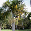 De Spil palm komt oorspronkelijk van het Mascarene-eiland Rodriguez. De Mascarene-eilanden zijn een groep van drie eilanden die ten oosten van Madagaskar liggen. | Zaden verkrijgbaar via www.drakenbloedboom.com