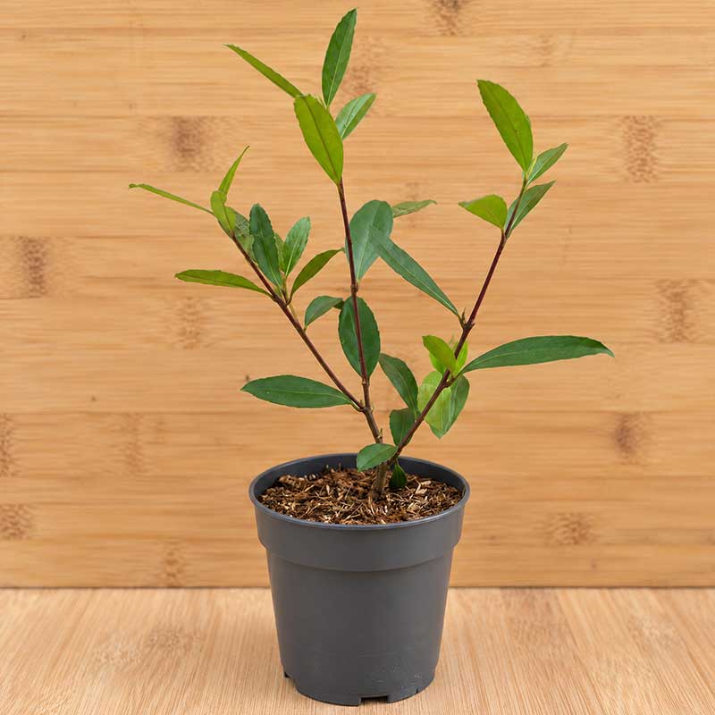 Ilex Paraguariensis plant - maté
