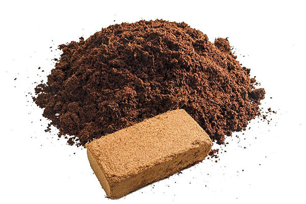 KOKOS VEZEL Een steriel medium en is verrijkt met neem voor een betere bescherming tegen ongedierte. Goed om in te zaaien en te kweken. Luchtig, goed drainerend en minder water nodig | verkrijgbaar op www.drakenbloedboom.com