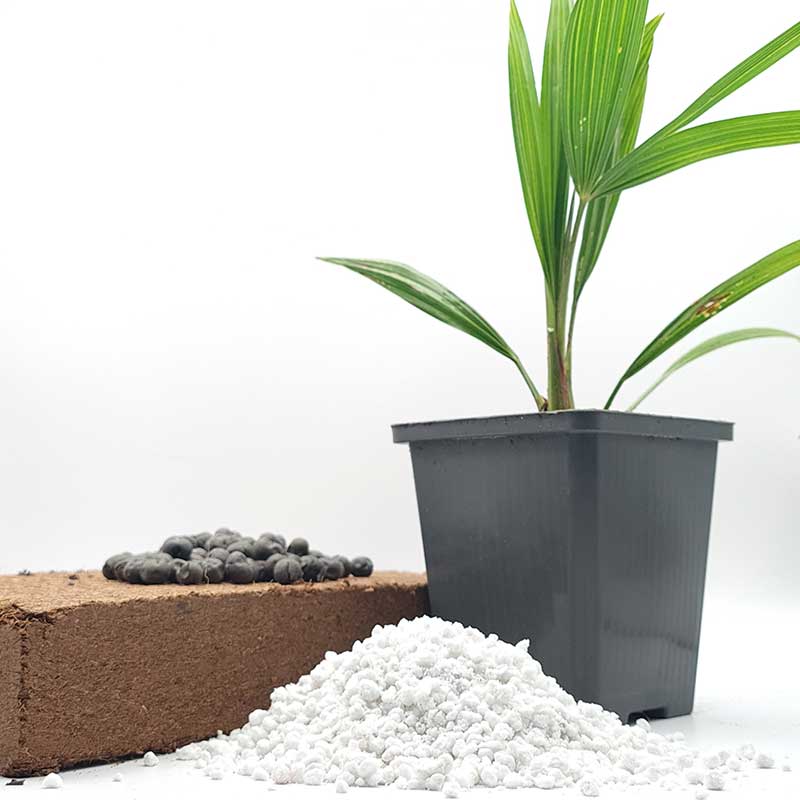 Kweekset Trachycarpus Fortunei palm zaailing 15 cm