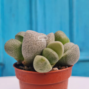 Lithops yellow flower plantjes ca 6,5 cm