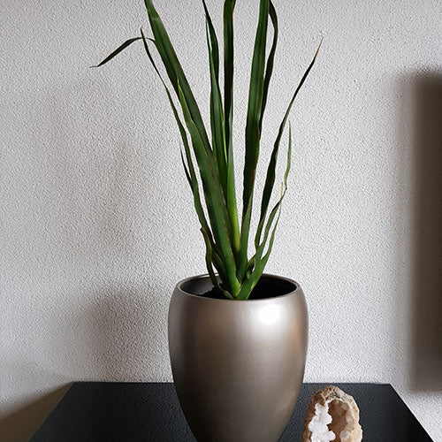 EEN AANRADER VOOR IEDEREEN "Ik heb een Drakenbloedboom van 60 cm en zaden gekocht. Blij verrast over de kwaliteit van de plant. Snel geleverd en met zorg verpakt. Een aanrader voor iedereen die deze magische plant in huis wil!."