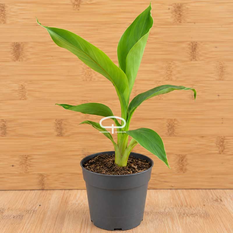 Musa basjoo bananenplant
