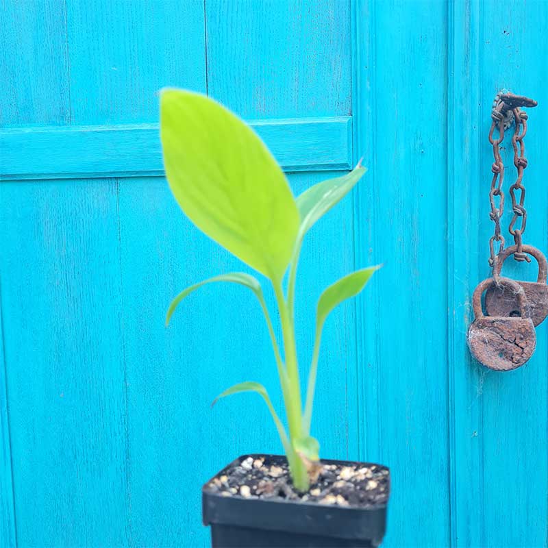 musa velutina bananenplant - roze dwergbanaan plant in tuin