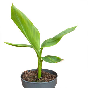 musa velutina - roze dwergbanaan zaailing van ongeveer 20 cm hoog