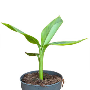 musa velutina - roze dwergbanaan zaailing van ongeveer 20 cm hoog