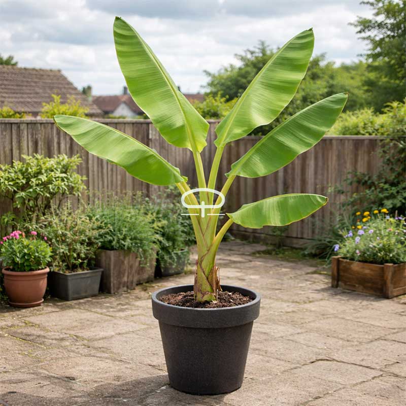 musa velutina bananenplant - roze dwergbanaan plant in tuin