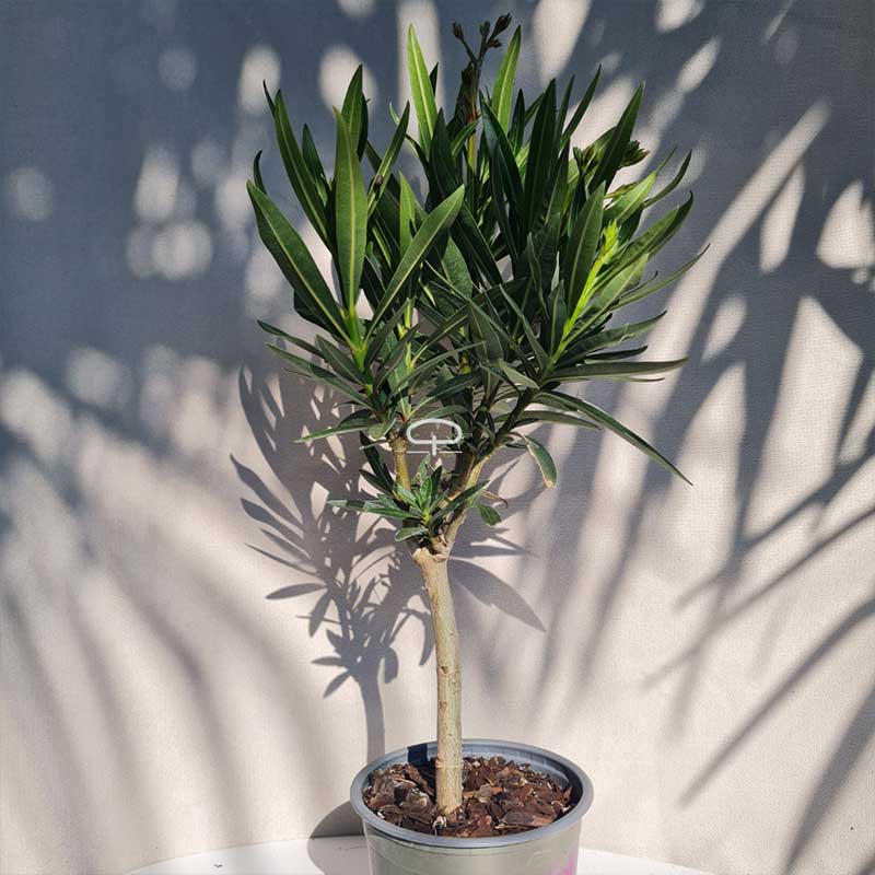 Oleander Nerium op stam in de tuin 45cm hoog