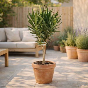 Oleander Nerium op stam in de tuin 45cm hoog