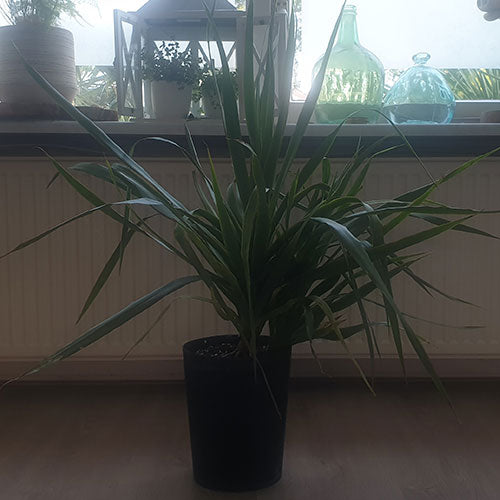 SUPER KWALITEIT "Ik heb deze plant 2 jaar geleden gekocht en groeit als een speer. Hij heeft zelfs een eerste vertakking wat super uniek is. Gaaf. Heel erg blij dat ik deze heb."