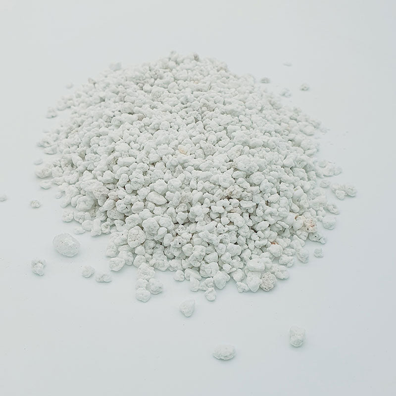 Kweekset Trachycarpus Fortunei palm zaailing 15 cm