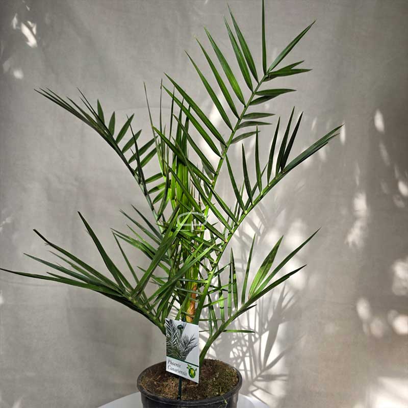Phoenix Canariensis 60 cm | Canarische Dadelpalm