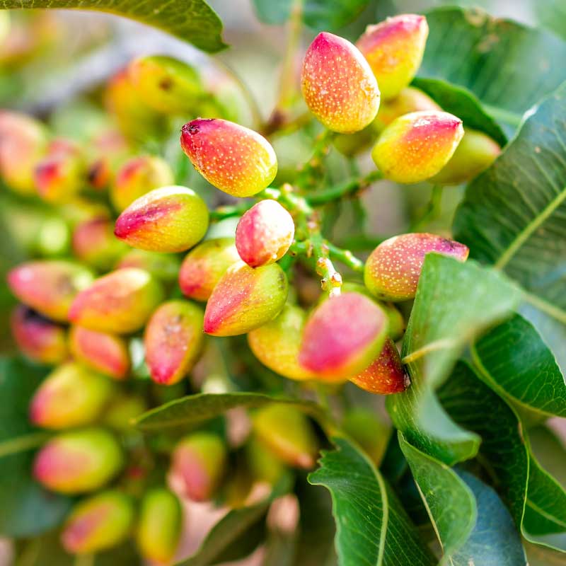 Pistache plant 60- 70 cm vrouwtje (Pistacea Vera - Kerman)