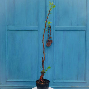 Pistazienpflanze 60- 70 cm weiblich (Pistacea Vera - Kerman)
